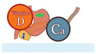 Effect of Vitamin D and Calcium intake on type 2 diabetes