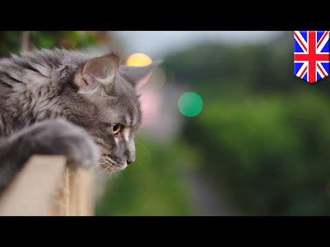 Funny cat videos - Cat Uses A Few Lives