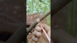 Download lagu mencangkok pohon kelengkeng menggunakan sabut kelapa 🌾🌾‼️ mp3