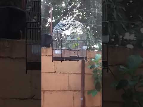 Bicudo twatwa tigrie man