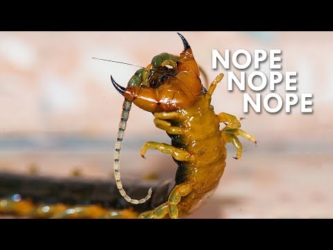 image-What's killing my centipede grass?