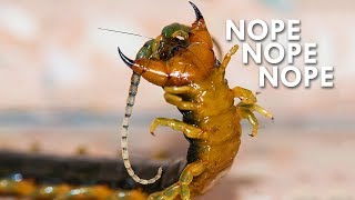 Centipedes | The Ultimate Nopes