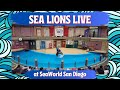 SEA LIONS LIVE SeaWorld San Diego 4K HD Full Show W Pre Show Sea Lion Live Performance Show