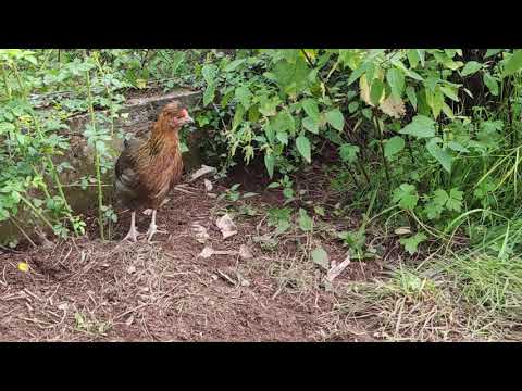 Altsteirer Junghenne frisst Brennnesselsamen