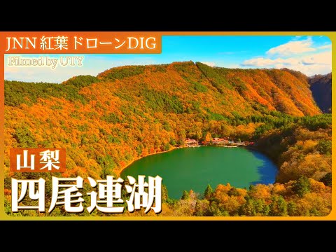 Yamanashi Folhas de outono de Shibirenko vistas de cima [JNN Autumn Leaves Drone DIG 2023] | TBS NEWS DIG