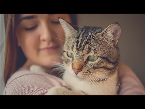 The bizarre mind-controlling parasite you contract from your cat