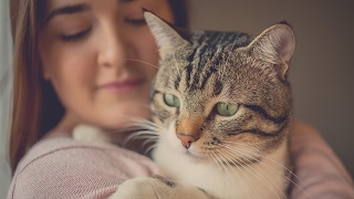 The bizarre mind-controlling parasite you contract from your cat