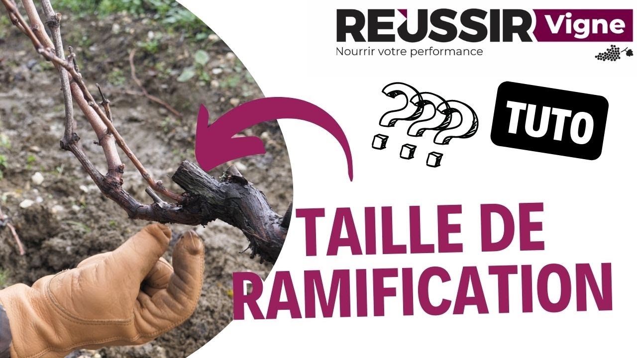 Taille de ramification : qu’est-ce que c’est ?