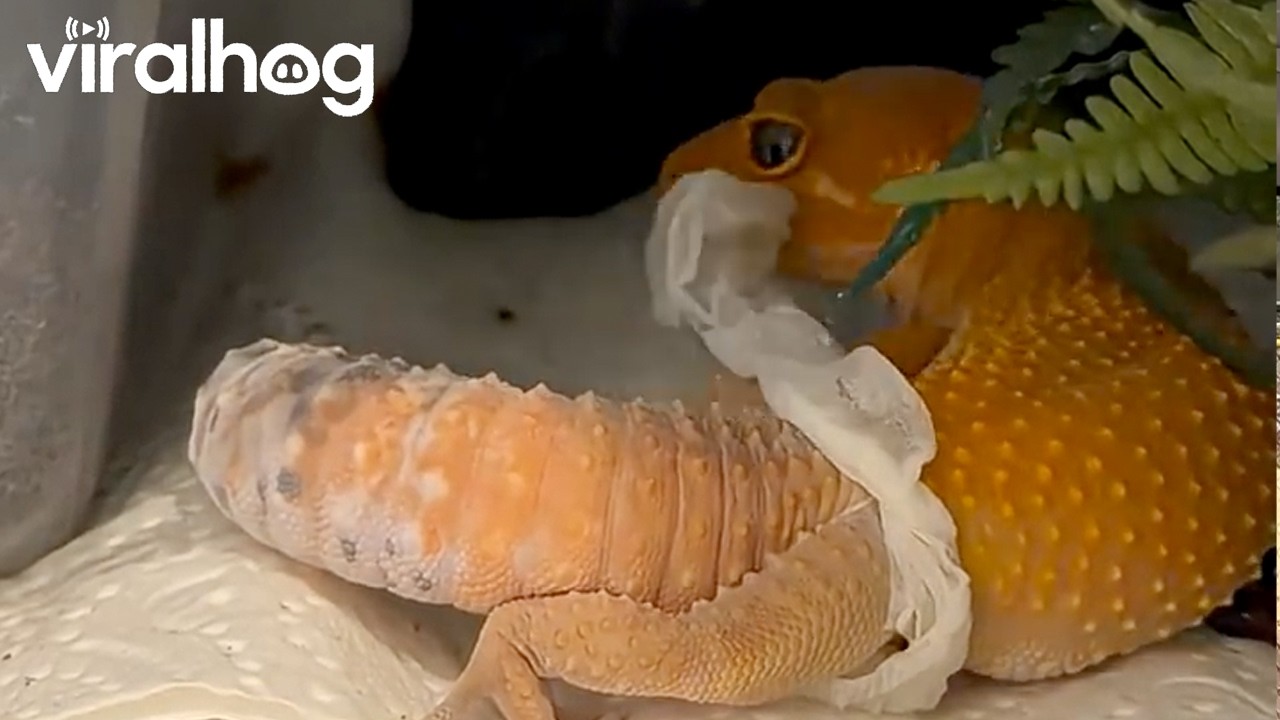 Leopard Gecko Calmly Peels Off Shed || ViralHog