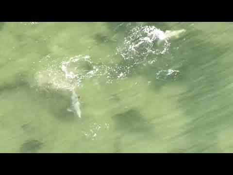 Pelican Snatches Fish After Dolphin 'Kicks' it High in the Air