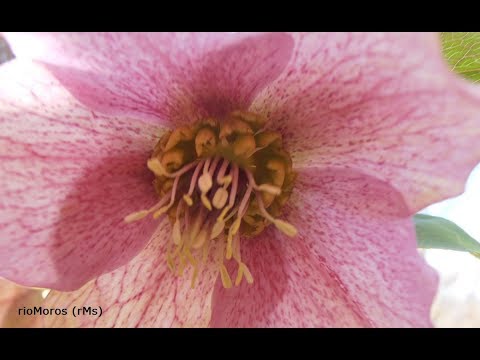 , title : 'Rosa de cuaresma: Helleborus orientalis (www.riomoros.com)'