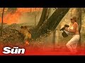Woman Saves Scorched Koala From Australian Bushfire