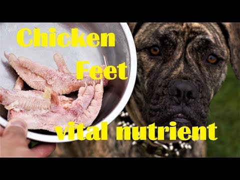download lagu mp3 mp4 Nutritional Value Of Chicken Feet For Dogs, download lagu Nutritional Value Of Chicken Feet For Dogs gratis, unduh video klip Nutritional Value Of Chicken Feet For Dogs