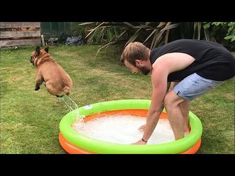 Quand un chien et son maître deviennent un duo comique| Le chien et l'homme les plus drôles