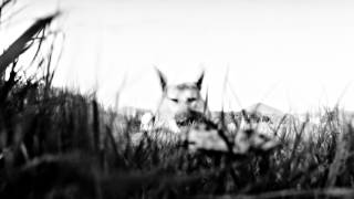 Jean-Louis Murat - Nuit sur l'Himalaya (teaser)