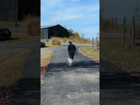 Golden Retriever Puppy Taiba