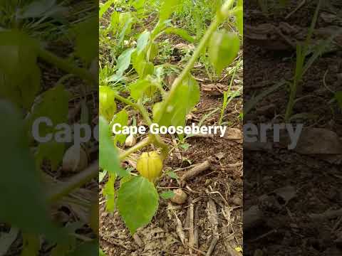 Tino-tino #capegooseberry #tinotino #wildfruit #shorts