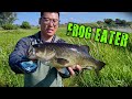 Video Thumbnail for My First Largemouth Bass on Frog!! (Boundary Dam Saskatchewan)
