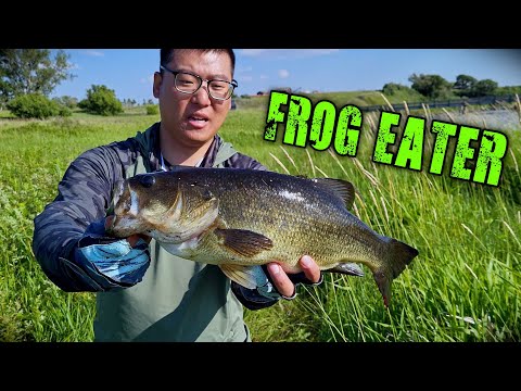 My First Largemouth Bass on Frog!! (Boundary Dam Saskatchewan)