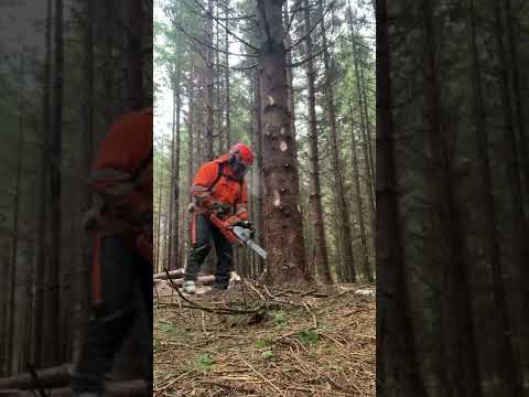 Gallring i tät granskog