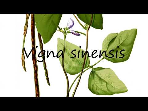 How to Pronounce Vigna sinensis?
