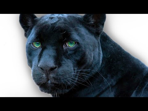 Top Amazing Facts About Black Panthers - Panthers attack