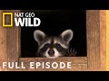 Raccoons Gone Wild Full Episode Bandit Patrol