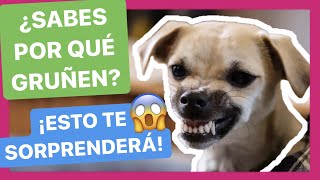 Estos son los MOTIVOS por los que TU PERRO TE GRUÑE 🤯 ► SOLUCIÓNALO ✅
