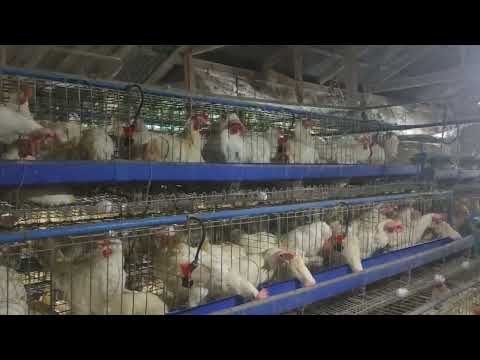 , title : 'Part 6: The importance of Lighting in Layer Chicken Management'