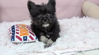 ハーフ犬の動画01