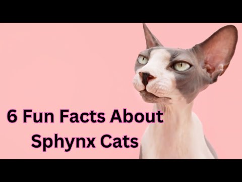 Sphynx Cats 101: 6 Fun Facts Unfurled!