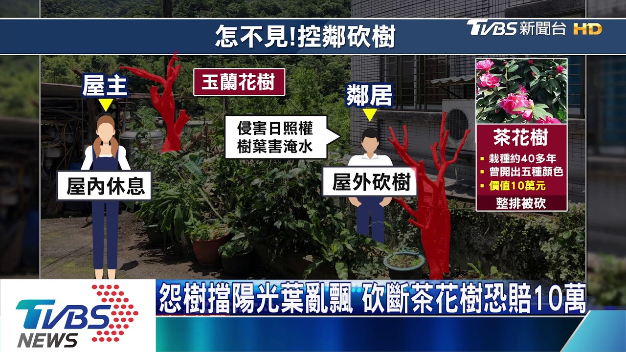 怨樹擋陽光葉亂飄 砍斷茶花樹恐賠10萬