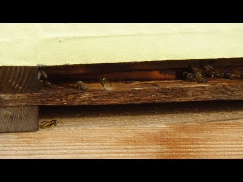 Улей летком на юг или на север ??? пчела