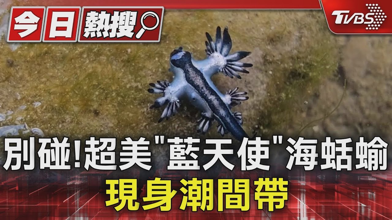 別碰！超美「藍天使」海蛞蝓　現身潮間帶