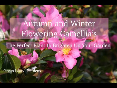 Autumn and Winter Flowering Camellias- The Perfect Plant to Brighten Your Garden!