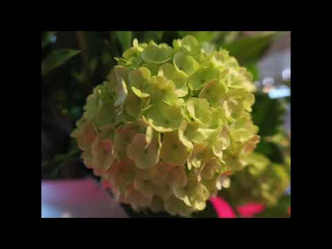 Gelobet sei der Herr EG 139