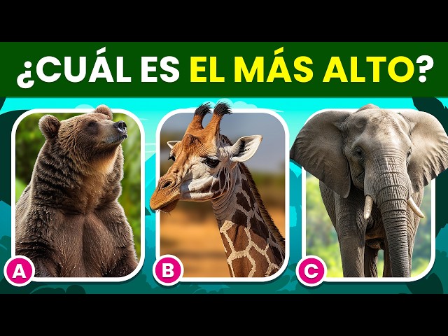 Vídeo relacionado con Educa - Desafio Quiz, Animales y Naturaleza, Juego de Mesa con 380 Preguntas Donde los Jugadores conocerán más sobre Animales y Naturaleza, Recomendado a Partir de 6 años (18219)