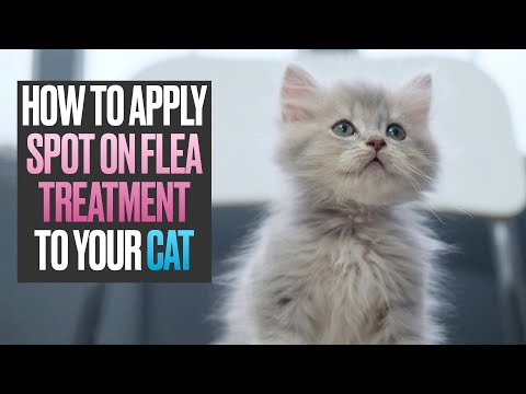 How to Apply Spot On Flea Treatment to your Cat