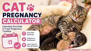 Cat Pregnancy Calculator | Calculate Due Date & Kitten Birth Timeline #Cats #CatPregnancy