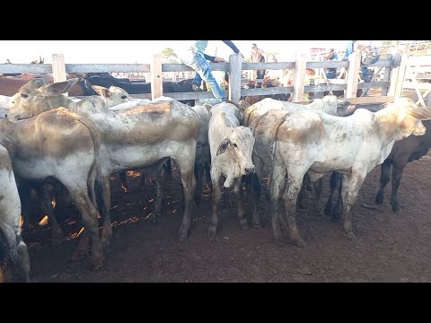 Bezerros pra confinamento em Dois Riachos Alagoas 25/03/26#nordeste