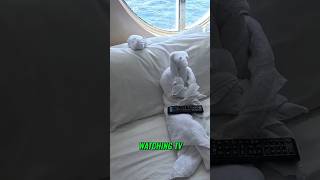 Cruise Towel Buddies' TV Time & Ocean Views! 🏖️📺