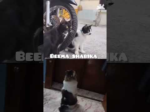cat's funny videos 😂 #trendingshorts #catfunny #funny #catvideos #comedy