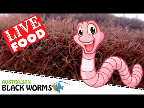 How to keep Black Worms for your Fish food PROPERLY | Australian Black Worms.