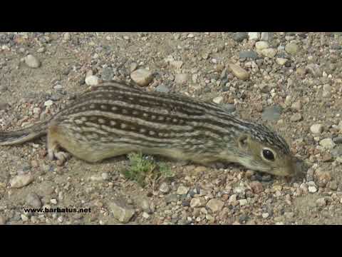 Ardilla de tierra trece franjas ( Ictidomys tridecemlin