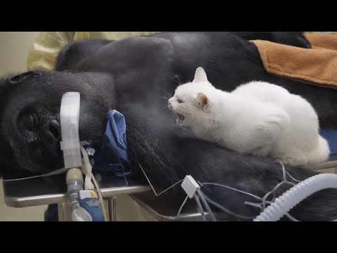 A cat’s cry beside his best friend , the gorilla fighting for life