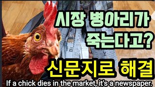 시장에 산 병아리를 신문지로 살릴 수 있어요! If a chick dies in the market, it'…