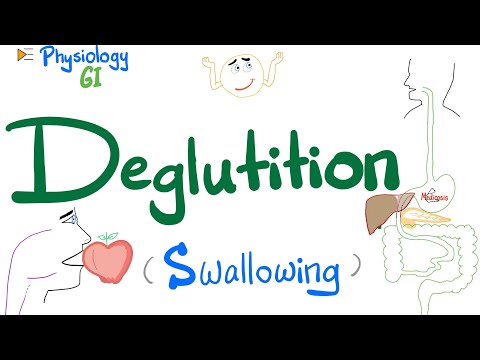Deglutition (Swallowing) | Mouth, Pharynx & Esophagus | Gastrointestinal (GI) Physiology