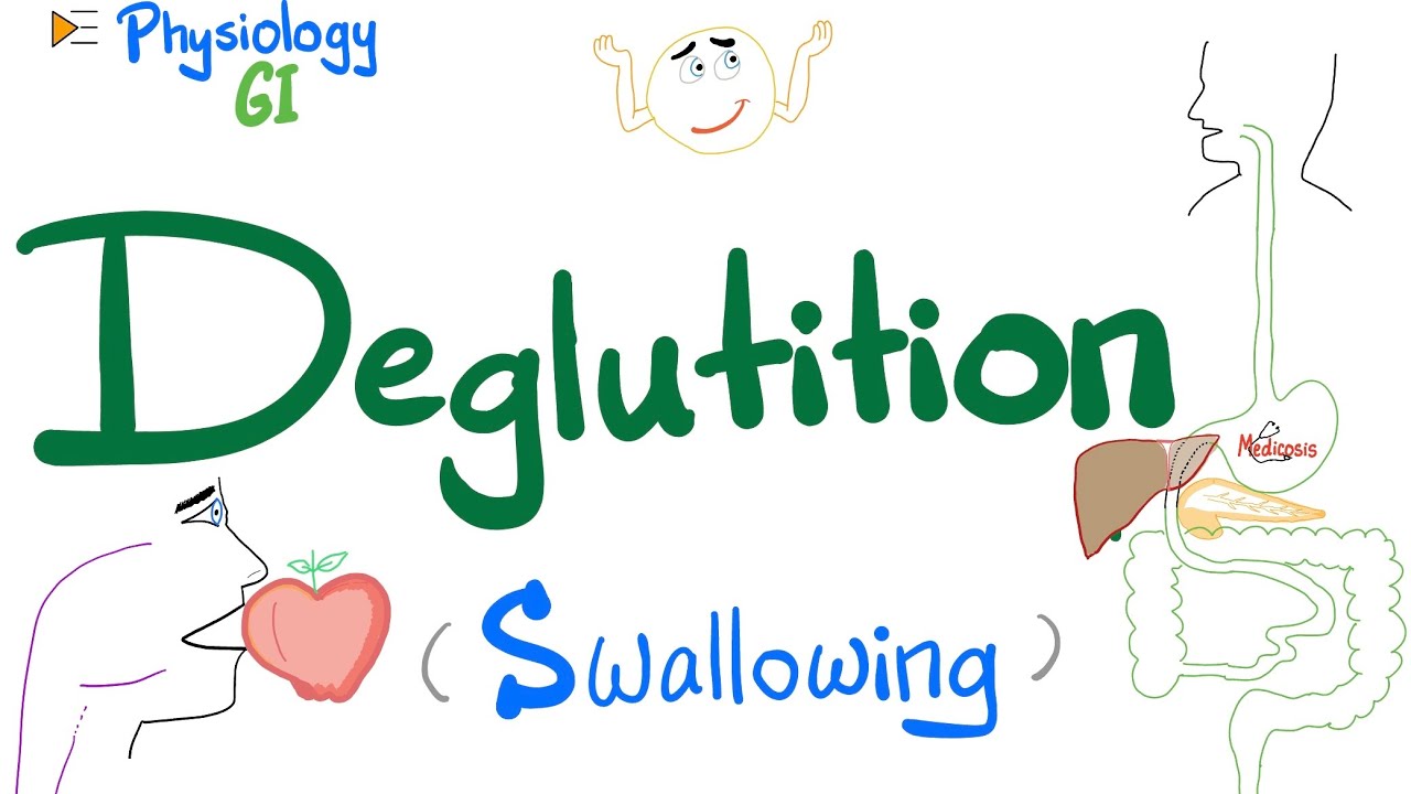 Deglutition (Swallowing) | Mouth, Pharynx & Esophagus | Gastrointestinal (GI) Physiology