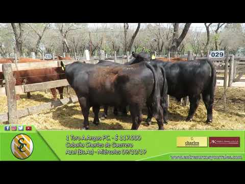 09-10-19  - Venta de Toros A Angus PC. - Cabaña Charles de Guerrero - Azul