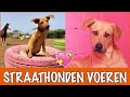 Waarom worden deze honden achtergelaten tijdens de lockdown?! | DierenpraatTV